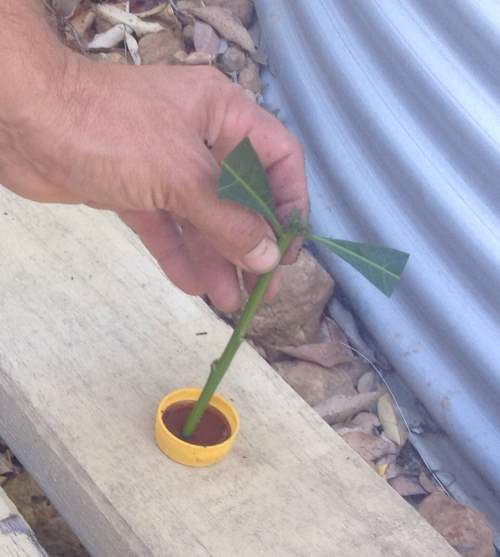 taking cuttings